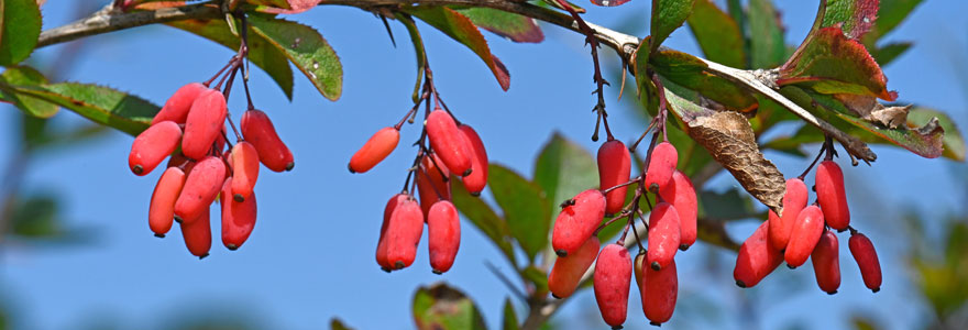 Berberine